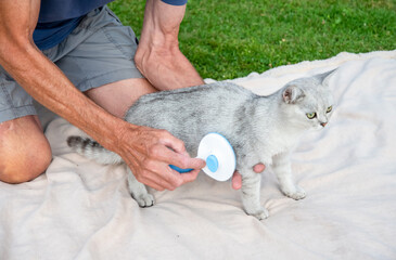 The owner carefully brushes his Scottish Straight Shorthair cat with new slicker brush as,pet stands patiently on soft blanket in garden during the procedure,
