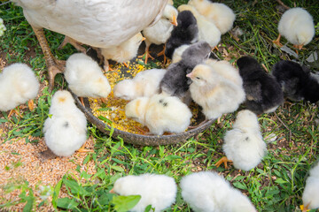 Numerous yellow and black chicks gather around a bowl filled with grain, pecking at the food while their mother hen stands protectively nearby