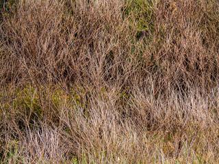  Wall Of Massed Thin Dry Bushes