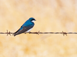 Tree Swallow on Barbed Wire