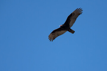 Large turkey vulture bird has wide wingspand while soaring in the sky in flight