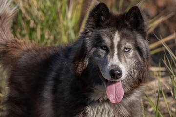 Malamute dog with soft furry coat, blue eyes, and tongue sticking out while out on hiking trail