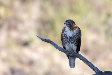 Powerful and confident Red Shoulder Hawk perches on deadwood branch showing a sharp beak and alert eye