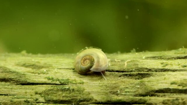 Tiny Button Sprite snail (Menetus opercularis) underwater in a pond, scraping algae from a piece of dead wood, macro close-up. 