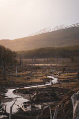 Beaver dam system in Ushuaia. Wooden dams created by beavers blocking rivers in Patagonia.