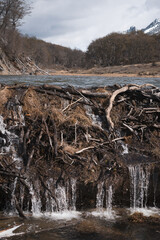 Beaver dam system in Ushuaia. Wooden dams created by beavers blocking rivers in Patagonia.