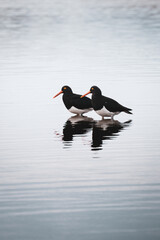 Magellanic oystercatcher or southern oystercatcher. A species of charadriform bird of the Haematopodidae family that lives on the marine coasts and lagoons of Patagonia.