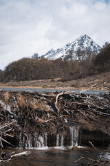 Beaver dam system in Ushuaia. Wooden dams created by beavers blocking rivers in Patagonia.