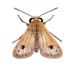 Naklejka premium Close-up image of a beautiful brown moth on a transparent background, showcasing intricate wing patterns and textures in natural colors