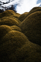 Green bush in the city of Ushuaia. Azorella compacta, commonly known as llareta or yareta.