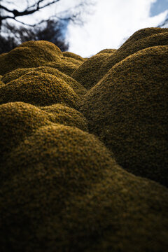 Green bush in the city of Ushuaia. Azorella compacta, commonly known as llareta or yareta.