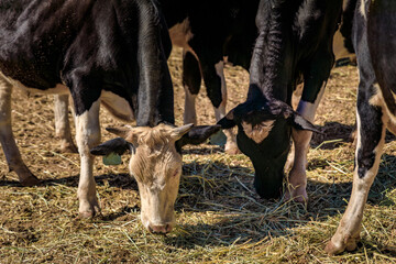 Holstein cows in a sunlit pen, a rural scene at a Placerville, California farm