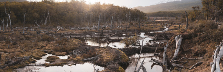 Beaver dam system in Ushuaia. Wooden dams created by beavers blocking rivers in Patagonia.