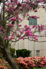 Fototapeta premium Tree with pink flowers