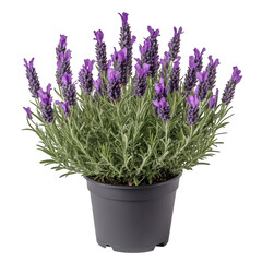 Fototapeta premium Decorative Lavender Plant with Purple Flowers Isolated on Transparent Background
