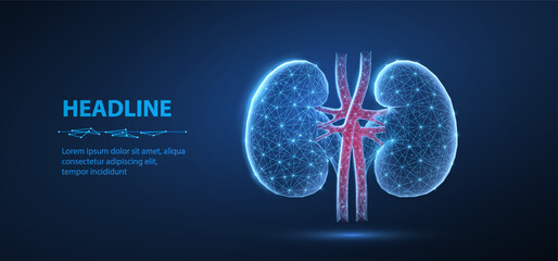 Kidney. Urological health, organ donation, medical technology, human anatomy