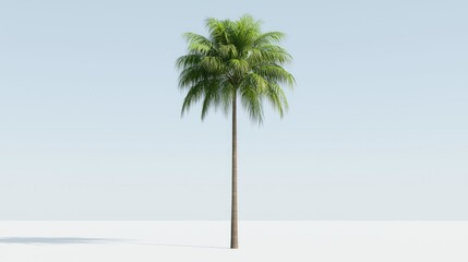 Obraz premium Single palm tree on white background, summer vacation