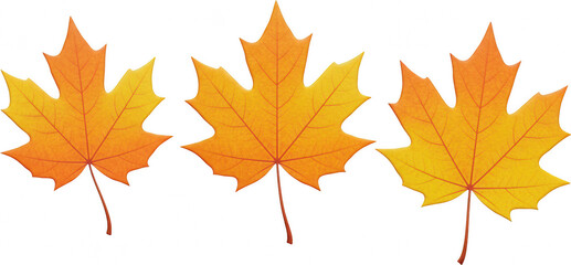 Obraz premium Three Vibrant Autumn Maple Leaves Fall Foliage Nature Design Element