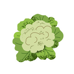 Cauliflower on white background – fresh organic vegetable, isolated, vector illustration for cooking, nutrition, farming and healthy lifestyle. 