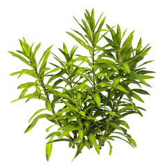 Obraz premium Bush isolated on transparent background. Shrub isolated on transparent background. Side view tropical ornamental Garden plant flower bush shrub tree isolated on white background. Bush PNG. Shrub PNG.