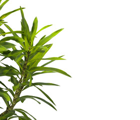 Fototapeta premium Bush leaves isolated on transparent background. Shrub leaves isolated on transparent background. Bush or Shrub leaves, branch, twigs, foliage, branches PNG. Bush leaves isolated on white background. 