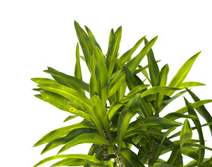 Obraz premium Bush leaves isolated on transparent background. Shrub leaves isolated on transparent background. Bush or Shrub leaves, branch, twigs, foliage, branches PNG. Bush leaves isolated on white background. 