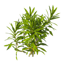 Obraz premium Bush isolated on transparent background. Shrub isolated on transparent background. Side view tropical ornamental Garden plant flower bush shrub tree isolated on white background. Bush PNG. Shrub PNG.