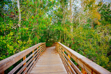 Fototapeta premium Tampa, Florida USA - Dec 28, 2024: Tampa northdale lake park trail winter landscape 