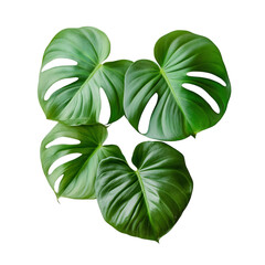Tropical Philodendron Plant with Heart Shaped Leaves Isolated on Transparent Background