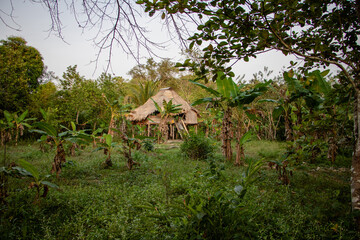 Fototapeta premium a Panamanian cabin in the middle of the jungle