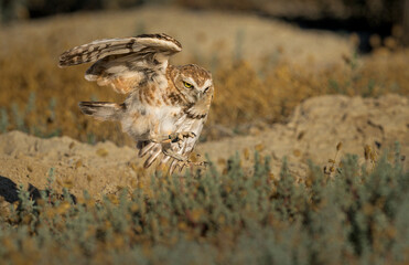 Burrowing Owl swoops down on unseen prey with wings spread and talons extended