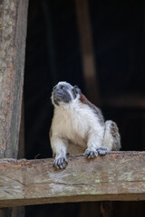a small tamarind perched on a wooden plank