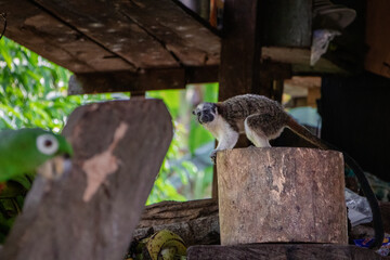a small tamarind perched on a piece of wood looking at the camera, a green parrot head in the foreground