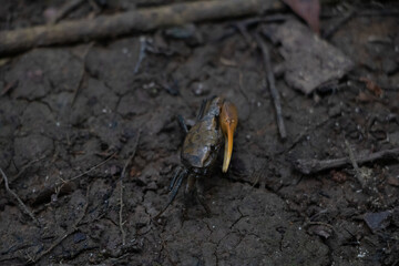 Close up on a small crab on the dirt