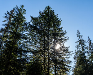 Obraz premium Tropical trees and moss forest in west Canada in October