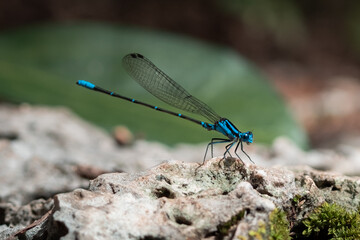 close up of a dragonfly on a rock