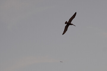 Mexican pelican in the sky at sunset