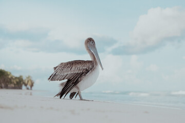 A mexican pelican on a beach, palm tree in the background