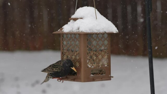 Two Starlings eating from bird feeder seed in the snow - Slow Motion