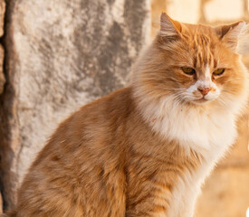 Persian Cat in Ephesus Turkey