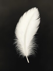 White feather on black background	