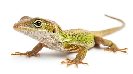 Obraz premium Close-up of green anole lizard basking in calm environment | wildlife photography on white background