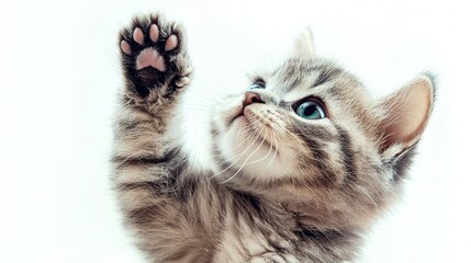 Fluffy gray kitten reaching up isolated on white background animal photography studio environment close-up perspective