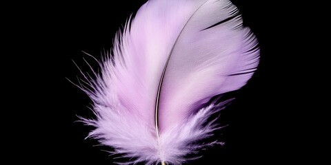 Fototapeta premium Two purple feathers on black background 