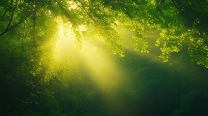 Fototapeta premium Sunlight filtering through lush green leaves in peaceful forest 