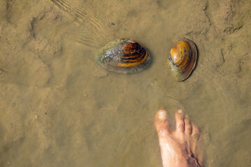 2 large river water clams on top of the sand with feet to compare the size of the bivalves.