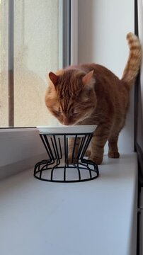 Adult orange cat eating from bowl