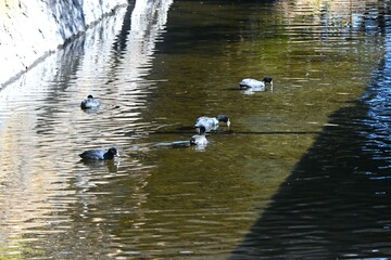 Black coots in the river. They are omnivorous wild birds that live near water and feed on aquatic plants, fish, insects, etc.