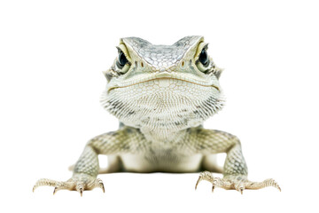 Obraz premium Close up of reptile against a black background with sharp details and intricate texture