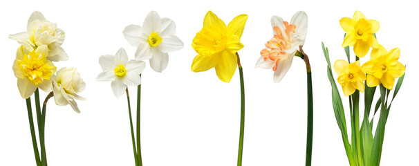 Set of flowers narcissus different in bouquets isolated on white background. Spring time, Women's...